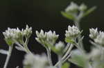 Roundleaf thoroughwort